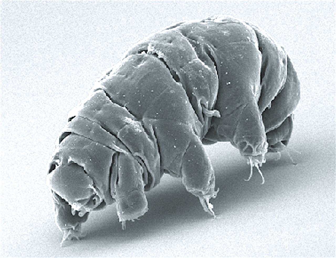 1280px SEM image of Milnesium tardigradum in active state journal.pone.0045682.g001 2 wikipedia