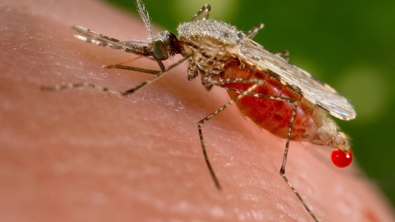 Επιστράτευση οκτώ «παγίδων» για την αντιμετώπιση των κουνουπιών-εισβολέων