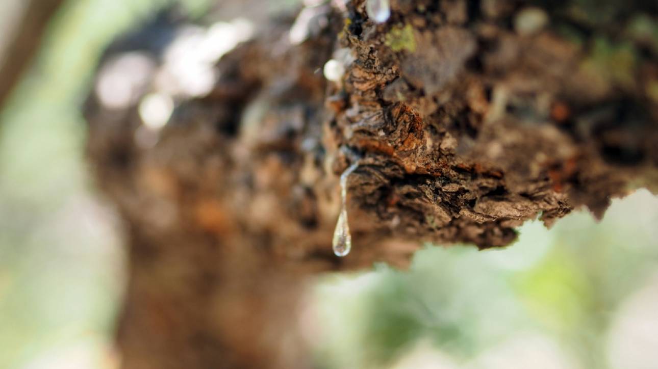 Χίος: Σχεδόν ολοκληρωτική η καταστροφή των μαστιχόδεντρων 