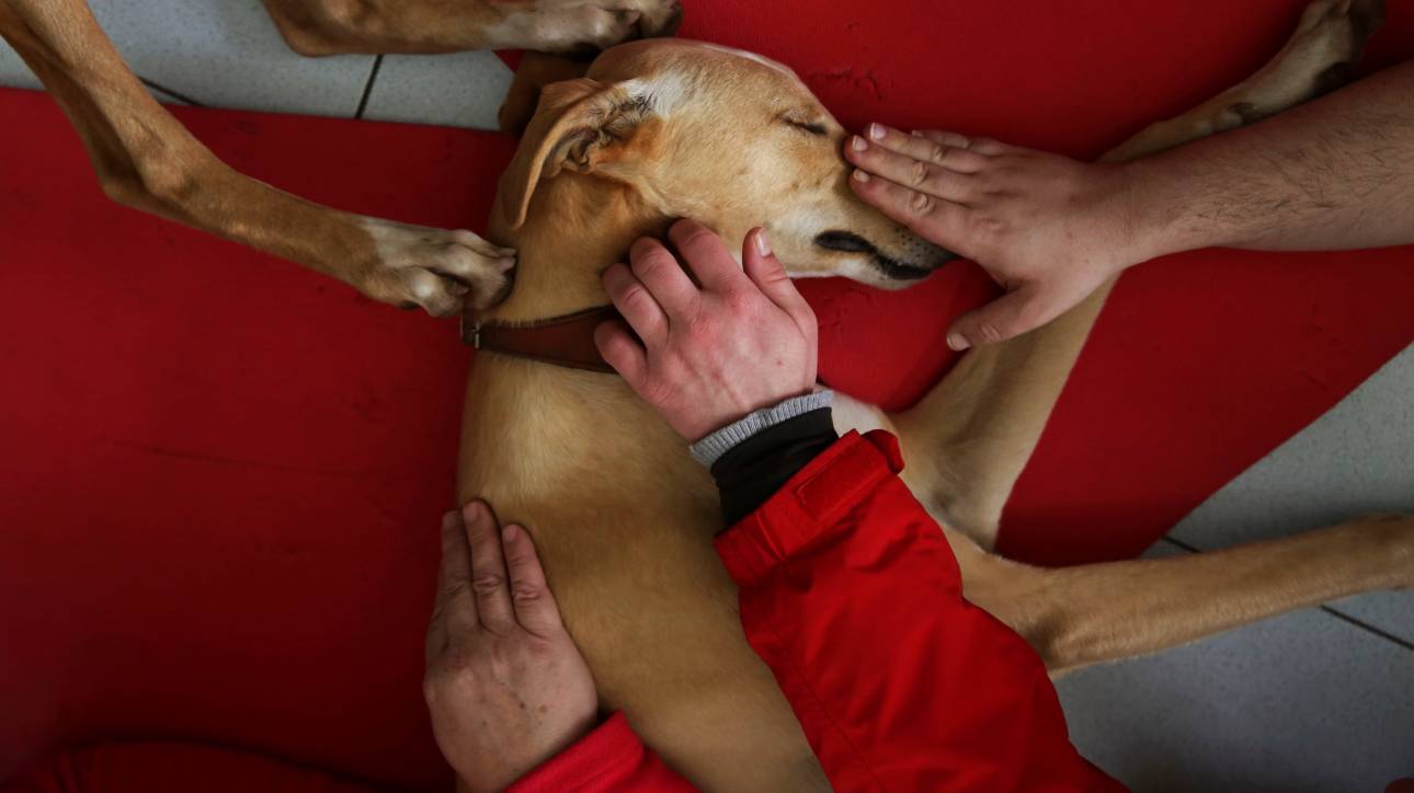 Η αγάπη των σκύλων «θεραπεύει» τα ψυχικά νοσήματα
