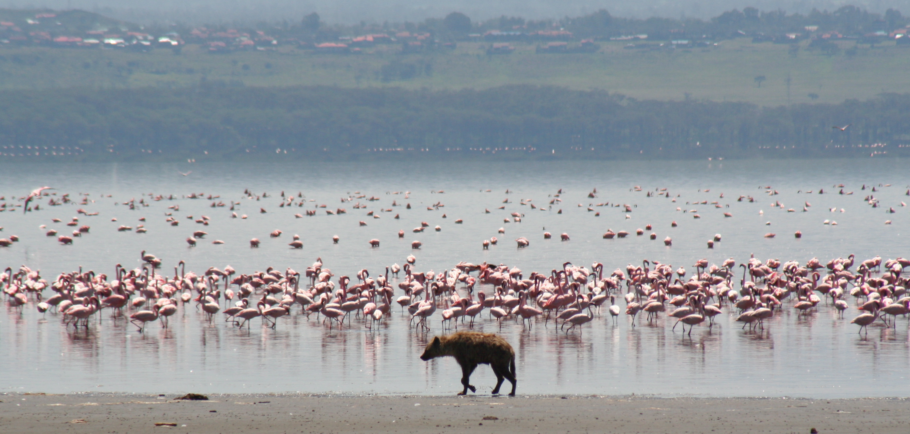 Hyena flamingo nakuru