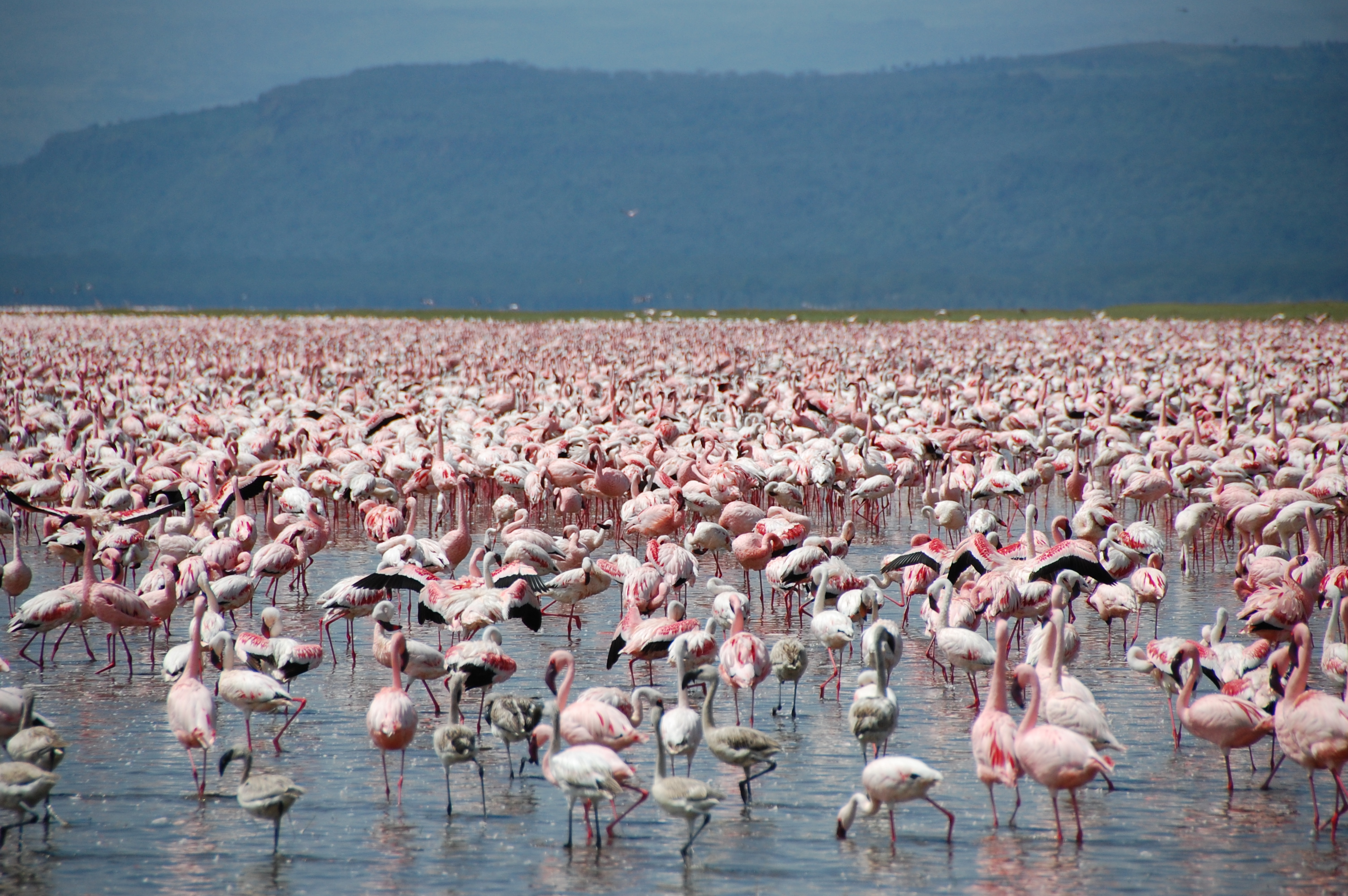 Large number of flamingos at Lake Nakuru