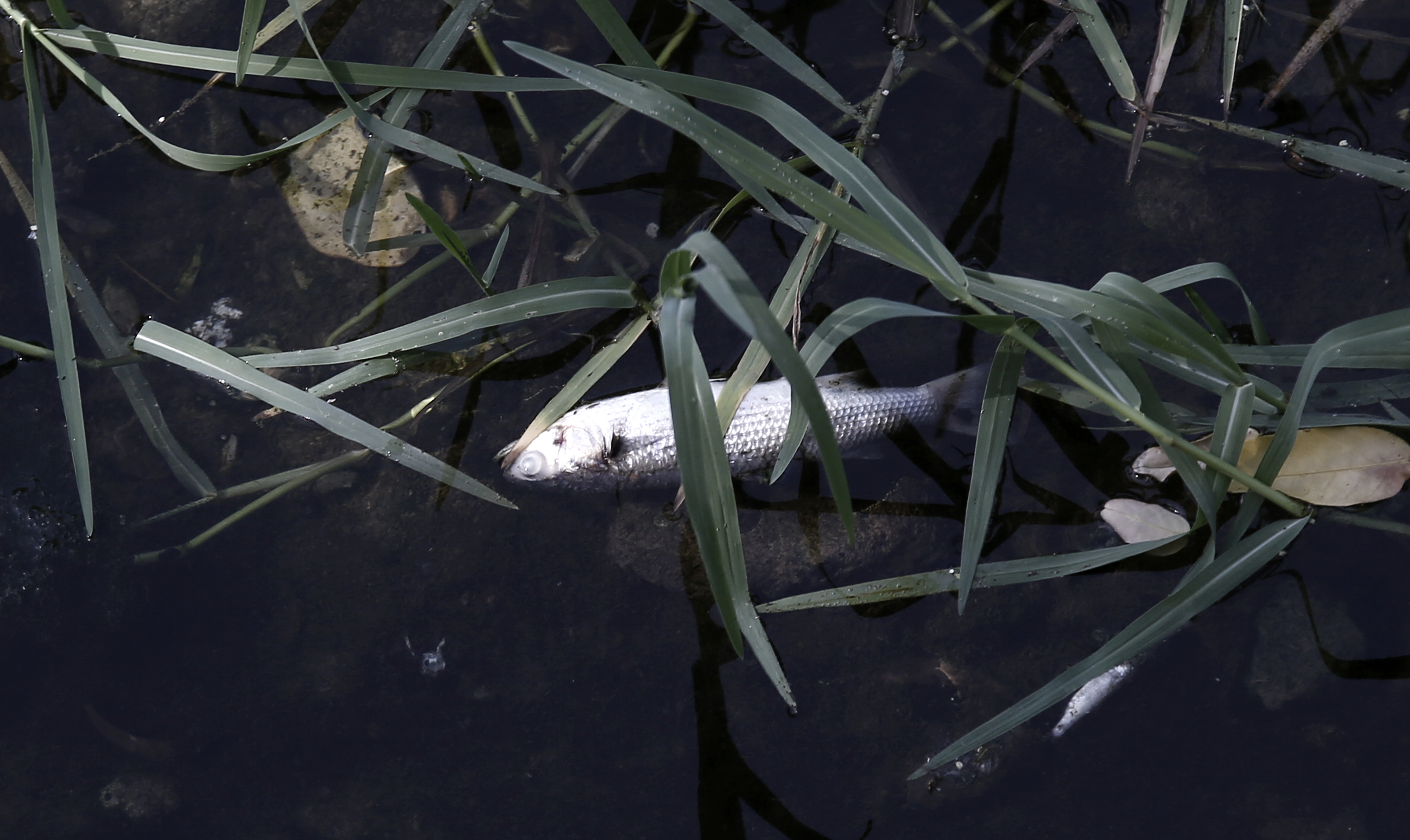 Το ρέμα της Πικροδάφνης στο Παλαιό Φάληρο γέμισε με νεκρά ψάρια (pics)  