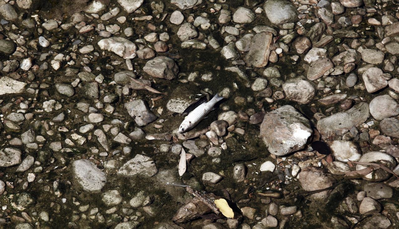 Το ρέμα της Πικροδάφνης στο Παλαιό Φάληρο γέμισε με νεκρά ψάρια (pics)  