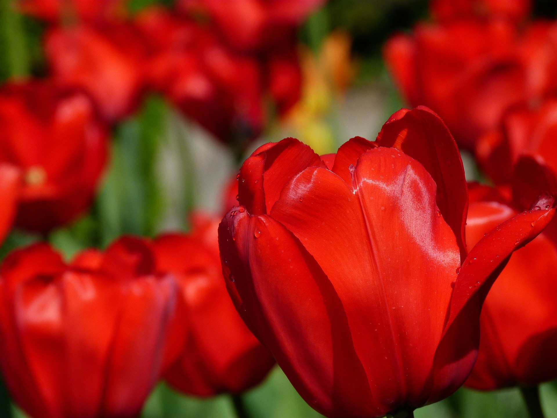 tulips 141399 1920