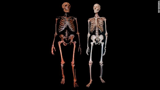 ancient finds neanderthal skeletons