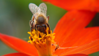 Γιατί η μέλισσα είναι ένα από τα πιο δημοφιλή «κατοικίδια» στη Γερμανία
