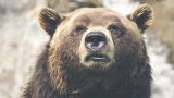 Αρκούδα τον κρατούσε ζωντανό 30 ολόκληρες ημέρες για να τον φάει; Σοκάρει η εικόνα του