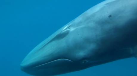 Σπάνιο είδος φάλαινας εντόπισαν οι επιστήμονες