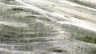 Τεράστιος ιστός αράχνης πάνω από τους αγρούς του Μέμφις