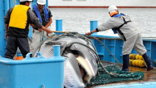 Ξεκινά πάλι τη φαλαινοθηρία η Ιαπωνία