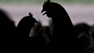 Γαλλία: Σε δυο φάρμες εντοπίστηκε ο ιός της γρίπης των πτηνών