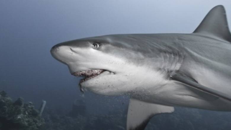 Τον κατασπάραξε καρχαρίας δευτερόλεπτα πριν τη διάσωση