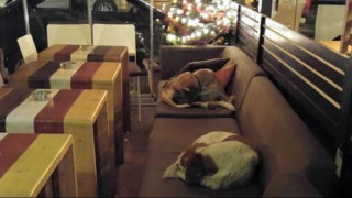 Καφετέρια στη Λέσβο φιλοξενεί κάθε βράδυ αδέσποτα σκυλάκια