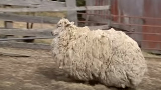 Το κούρεμα που απάλλαξε πρόβατο από 22 κιλά μαλλιού