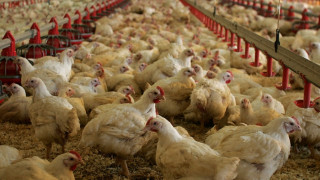 Kρούσμα γρίπης πουλερικών στη Σκωτία -Εντολή θανάτωσης για 40.000 κότες