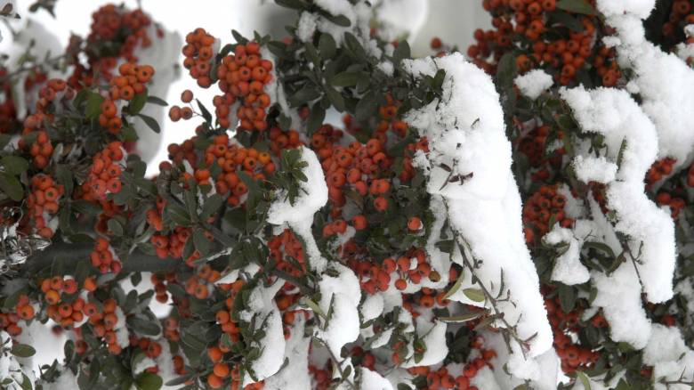 Χιονιάς: τρόποι προστασίας φυτών και κήπων