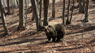Αρκτούρος: Ξύπνησαν οι αρκούδες μετά τη χειμερία νάρκη