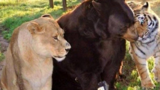 Η ασυνήθιστη φιλία ενός λιονταριού, ενός τίγρη και μιας αρκούδας...