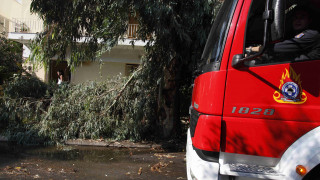 Χανιά: 64χρονος οδηγός καταπλακώθηκε από δέντρο και σκοτώθηκε