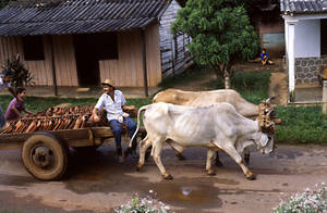 Εικόνες από την αγροτική ζωή στην επαρχία