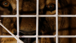 Στο φυσικό τους περιβάλλον επιστρέφουν 33 λιοντάρια που σώθηκαν από τσίρκο