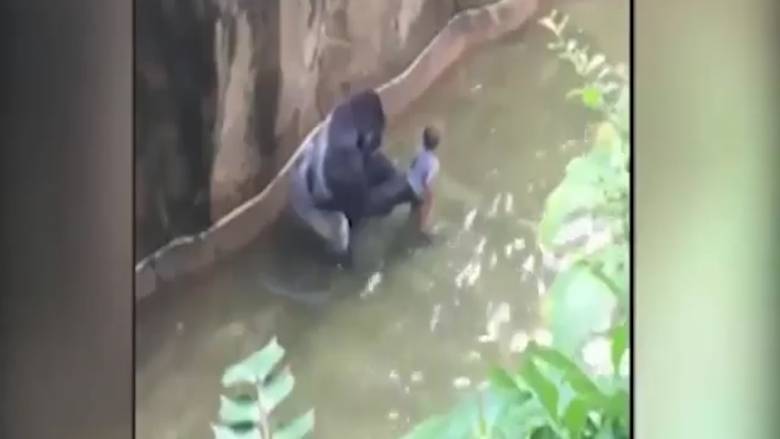 Θρίλερ σε ζωολογικό κήπο: Τετράχρονος πέφτει σε κλουβί γορίλα (video)