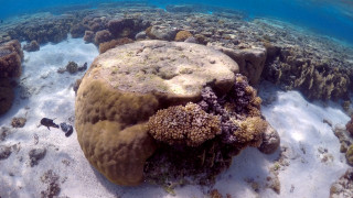 SOS εκπέμπει ο μεγάλος κοραλλιογενής ύφαλος της Αυστραλίας