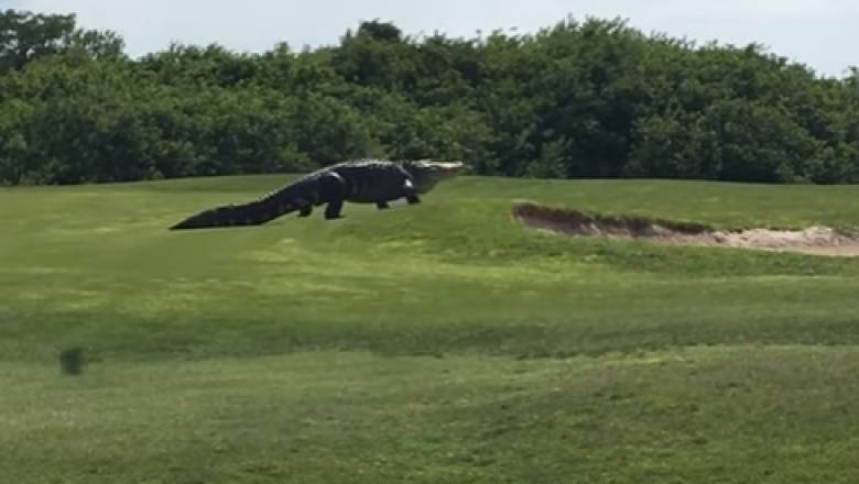 Ο γιγάντιος αλιγάτορας που λατρεύει να παρακολουθεί γκολφ (pic&vid)