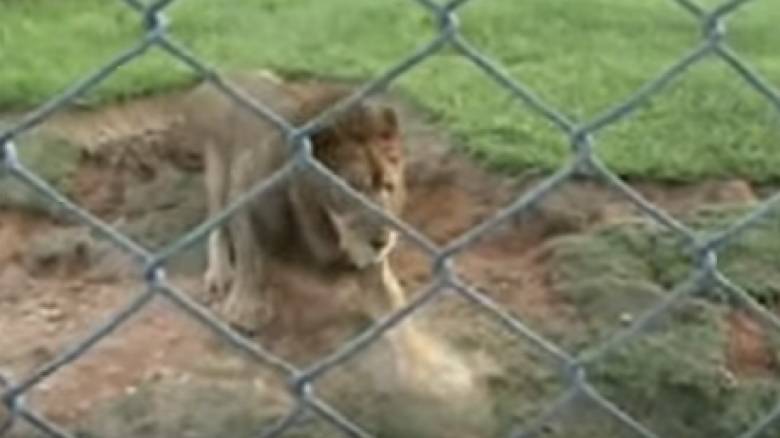 Λιοντάρι τσίρκου πατά το χώμα για πρώτη φορά μετά από 13 χρόνια (vid)