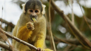 Μαϊμού παραπάτησε και προκάλεσε μπλακ άουτ σε μια ολόκληρη χώρα