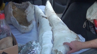 Απολιθωμένοι χαυλιόδοντες 4 εκ. ετών βρέθηκαν στη Νιγρίτα Σερρών (VIDEO)