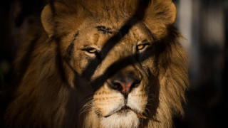 Θαρραλέα μητέρα εξουδετέρωσε λιοντάρι και έσωσε τον 5χρονο γιο της