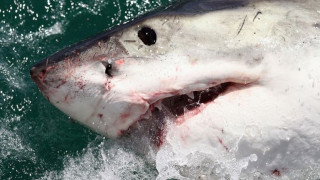 Ναυαγοσώστες σκότωσαν καρχαρία για να βγάλουν... selfie (pics & vid)