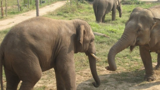 Ο ελέφαντας που μετά από χρόνια βίας βρήκε την ευτυχία