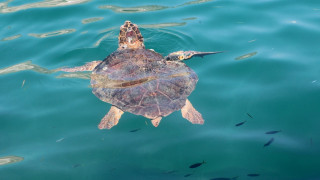 Χελώνες καρέτα-καρέτα "πολιορκούν" τις ακτές της Κέρκυρας