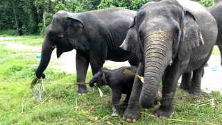 Πάνω από 500 ελέφαντες μεταφέρθηκαν σε νέο σπίτι στο Μαλάουι