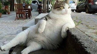 Πέθανε ο... αραχτός γάτος-σύμβολο της Κωνσταντινούπολης και πρωταγωνιστής δεκάδων memes (pics)