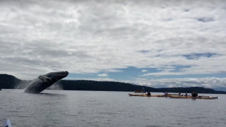 Το show μίας φάλαινας και του μωρού της μπροστά σε κατάπληκτους καγιάκερ