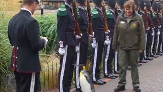 Ταξίαρχος Πιγκουίνος επιθεωρεί τη νορβηγική φρουρά (pics&vid)