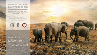 Εγκαίνια της έκθεσης του ελέφαντα της Τήλου στο Μουσείο Γεωλογίας και Παλαιοντολογίας του ΕΚΠΑ