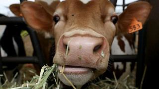 Άγνωστο πώς, ληστές έκλεψαν από φάρμα 500 αγελάδες αξίας 495.000 ευρώ