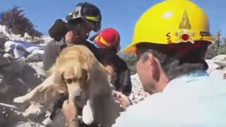 Ιταλία: Golden Retriever εντοπίστηκε ζωντανό κάτω από συντρίμμια 9 μέρες μετά τον σεισμό (vid)