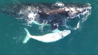 Στοργικές φάλαινες σε μαύρο-άσπρο: Σπάνιο βίντεο από drone