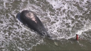Μεγάπτερη φάλαινα δέκα μέτρων ξεβράστηκε στην ακτή