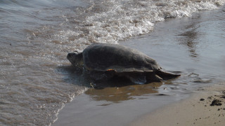 Μην ταϊζετε τις θαλάσσιες χελώνες για μια φωτογραφία