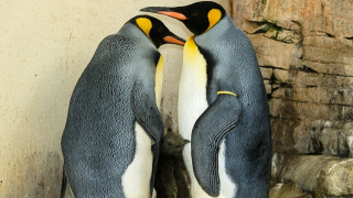 Νεαροί απήγαγαν πιγκουίνο για να διαμαρτυρηθούν για την αιχμαλωσία των ζώων