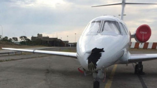 Αεροσκάφος προσγειώθηκε με νεκρό πουλί καρφωμένο στο μύτη του (pics)