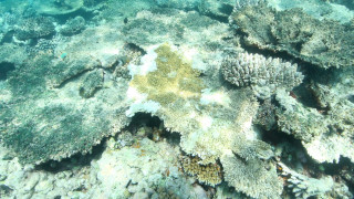 Σήμα SOS από επιστήμονες: «Πεθαίνει» ο Μεγάλος Κοραλλιογενής Ύφαλος (pic)