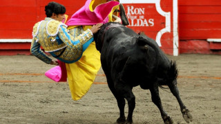 Ισπανία: Κανονικά οι ταυρομαχίες στην Καταλονία